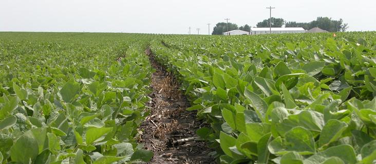 soybeans 2